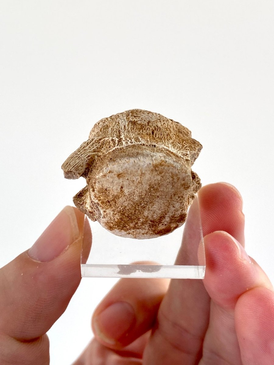 Small Mosasaur species fossil vertebra - FossilsAndMore