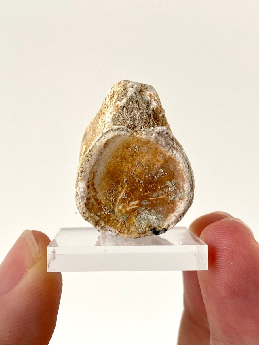 Small Mosasaur species fossil vertebra - FossilsAndMore