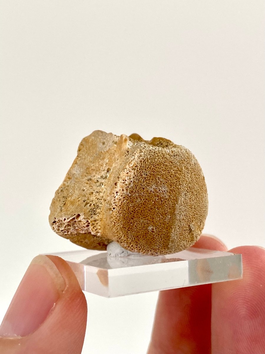 Small Mosasaur species fossil vertebra - FossilsAndMore