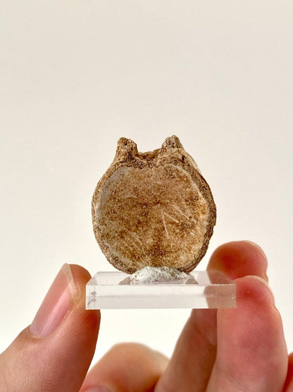 Small Mosasaur species fossil vertebra - FossilsAndMore