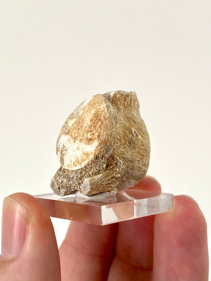 Small Mosasaur species fossil vertebra - FossilsAndMore