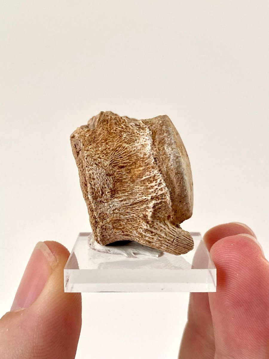 Small Mosasaur species fossil vertebra - FossilsAndMore