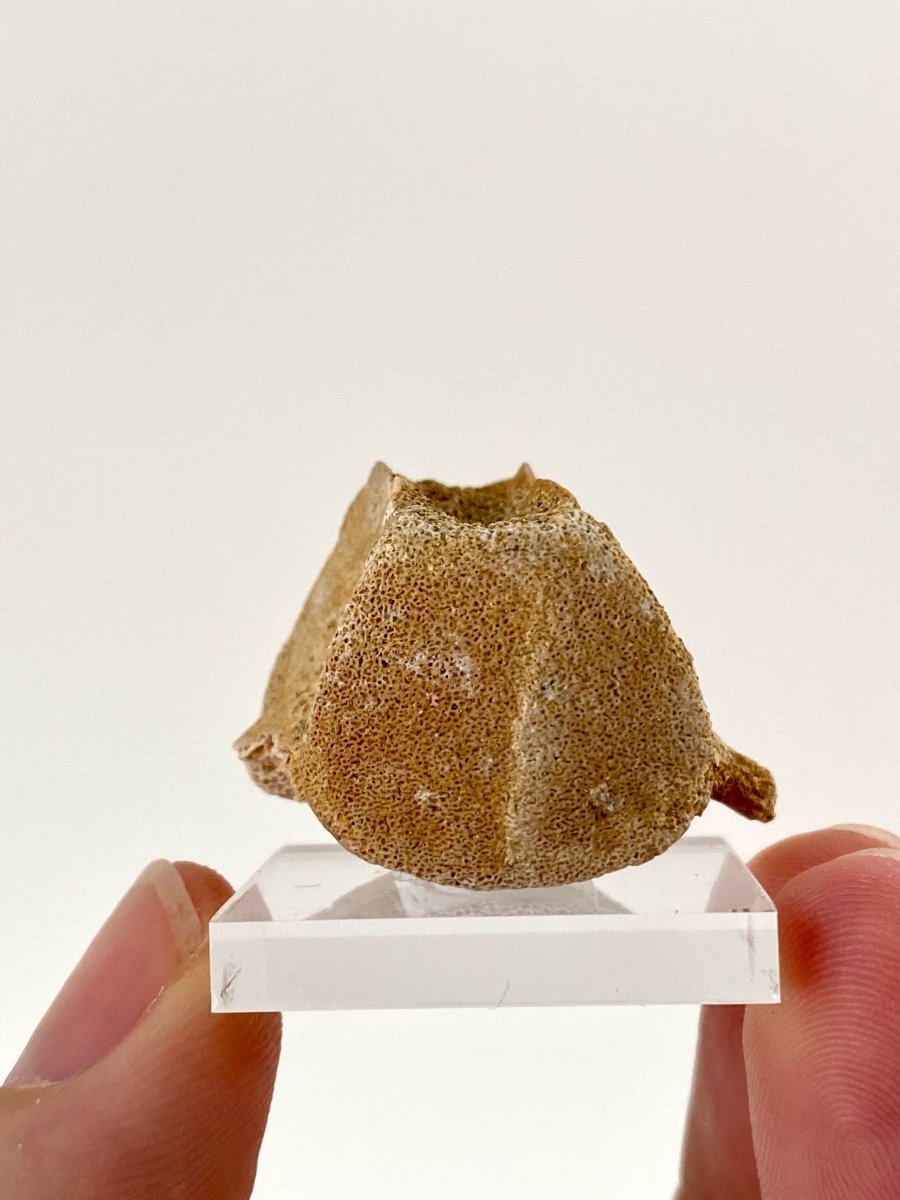 Small Mosasaur species fossil vertebra - FossilsAndMore