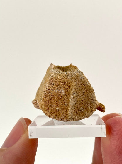 Small Mosasaur species fossil vertebra - FossilsAndMore