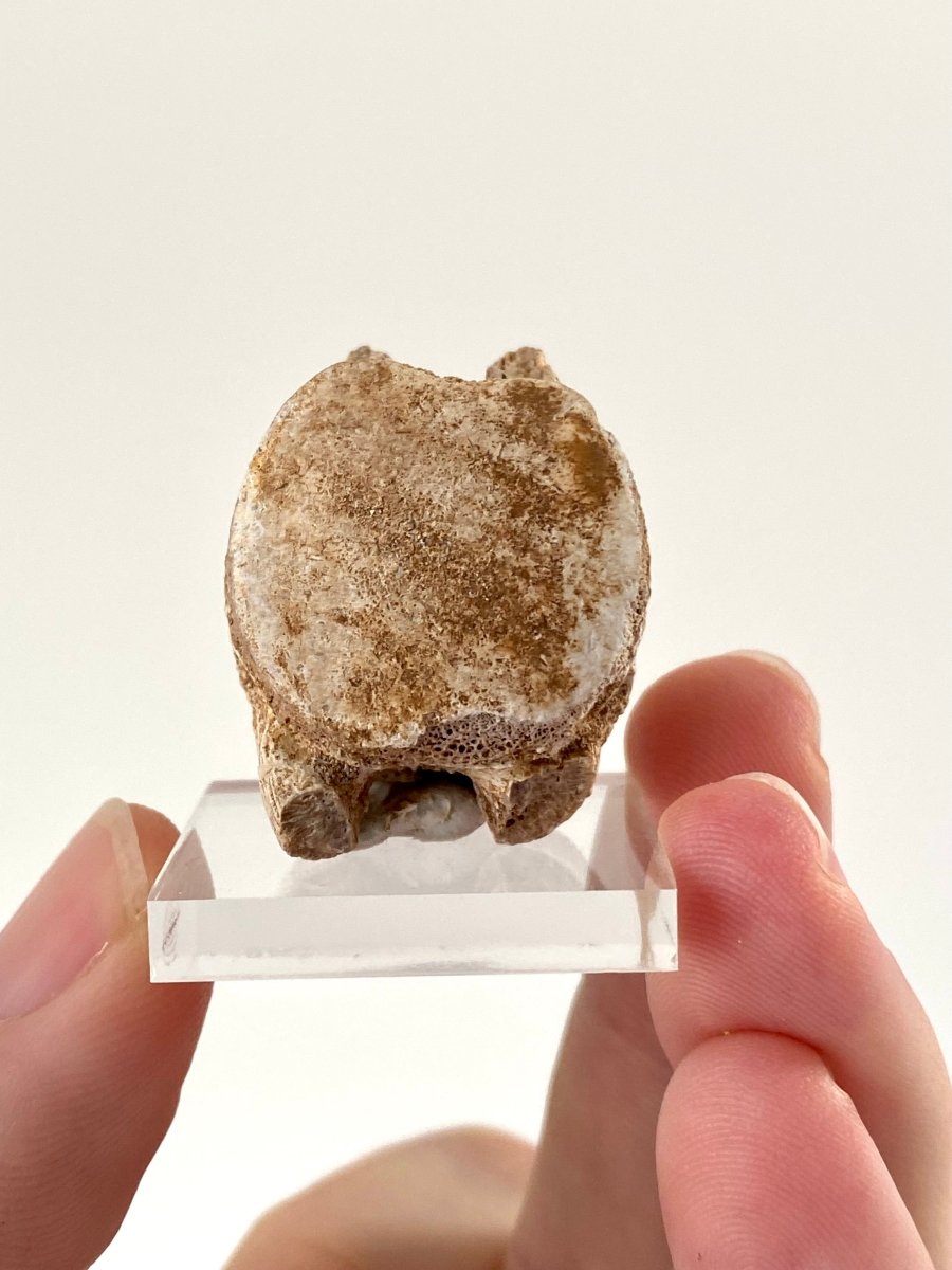 Small Mosasaur species fossil vertebra - FossilsAndMore