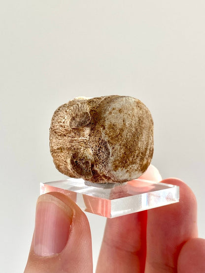 Small Mosasaur species fossil vertebra - FossilsAndMore