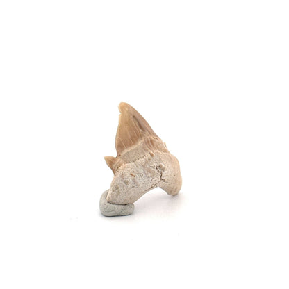 Small Pathological Otodus obliquus Tooth (1.10") – Eocene, Morocco - FossilsAndMore