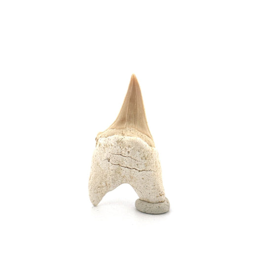 Small Pathological Otodus obliquus Tooth (1.53") – Eocene, Morocco - FossilsAndMore