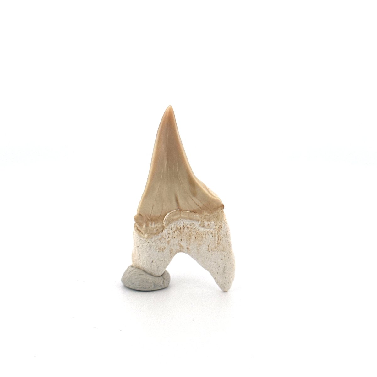 Small Pathological Otodus obliquus Tooth (1.53") – Eocene, Morocco - FossilsAndMore