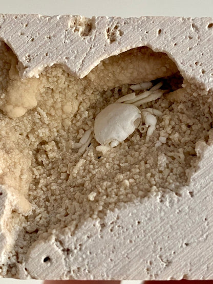 Small Potamon Fossil Crab on Travertine Matrix (0.87") – Pleistocene period, Turkey - FossilsAndMore