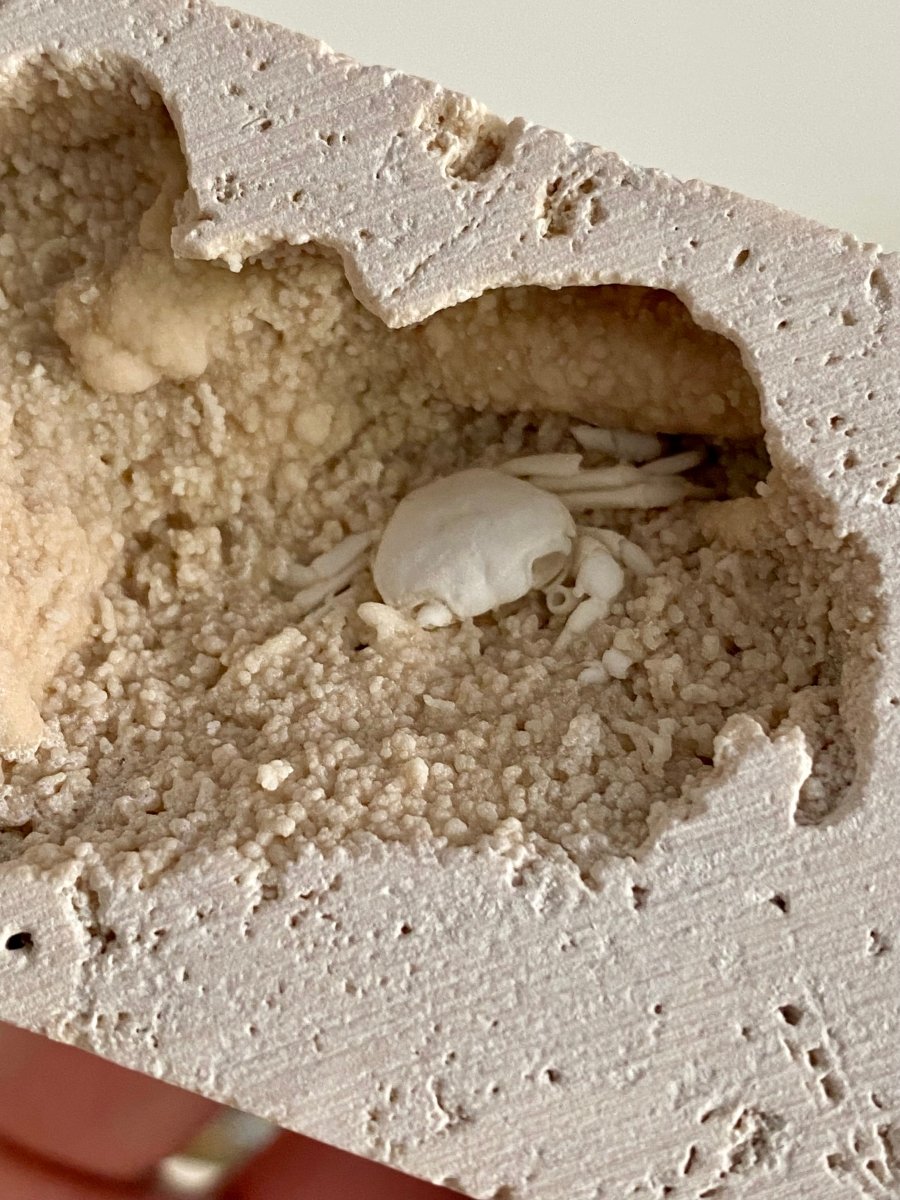 Small Potamon Fossil Crab on Travertine Matrix (0.87") – Pleistocene period, Turkey - FossilsAndMore