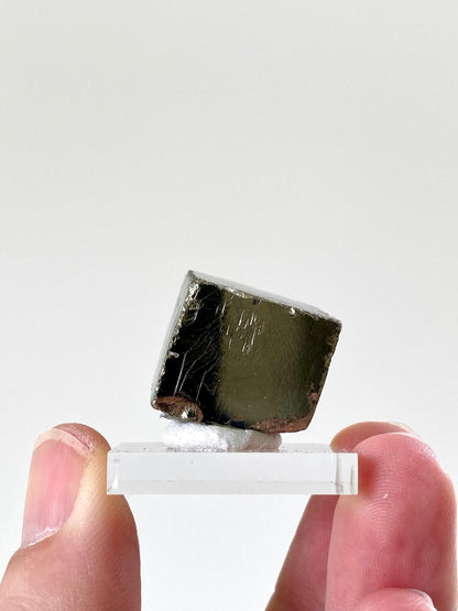 Small Pyrite cube on acrylic plate (Navajun, Spain) - FossilsAndMore