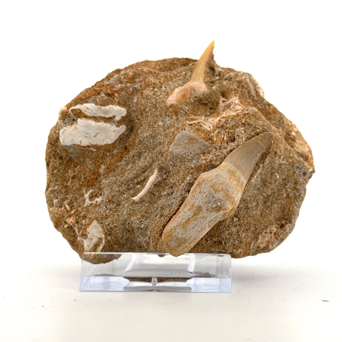 Small rooted Mosasaur Tooth and Sand Tiger tooth from Morocco - FossilsAndMore