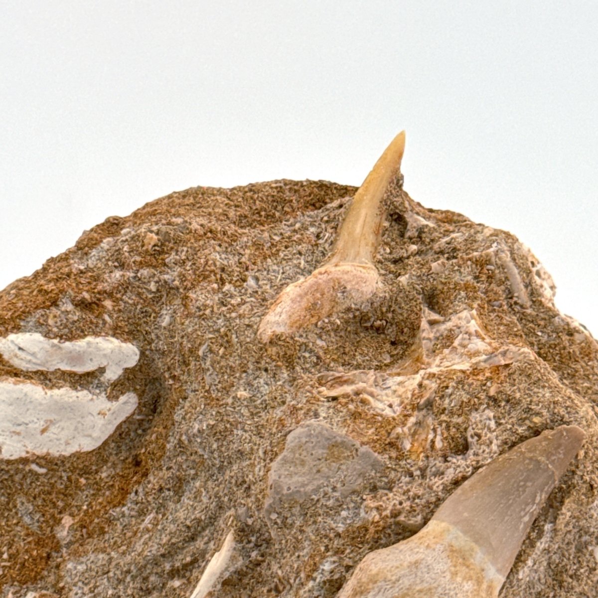 Small rooted Mosasaur Tooth and Sand Tiger tooth from Morocco - FossilsAndMore