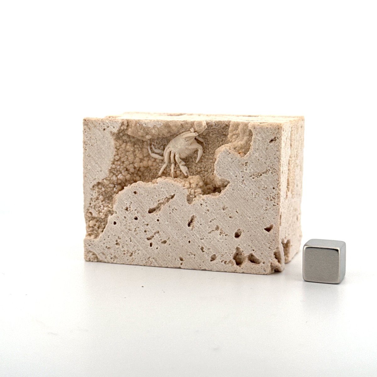 Small upside - down Potamon Fossil Crab on Travertine Matrix (0.70") from Pleistocene period, Turkey - FossilsAndMore