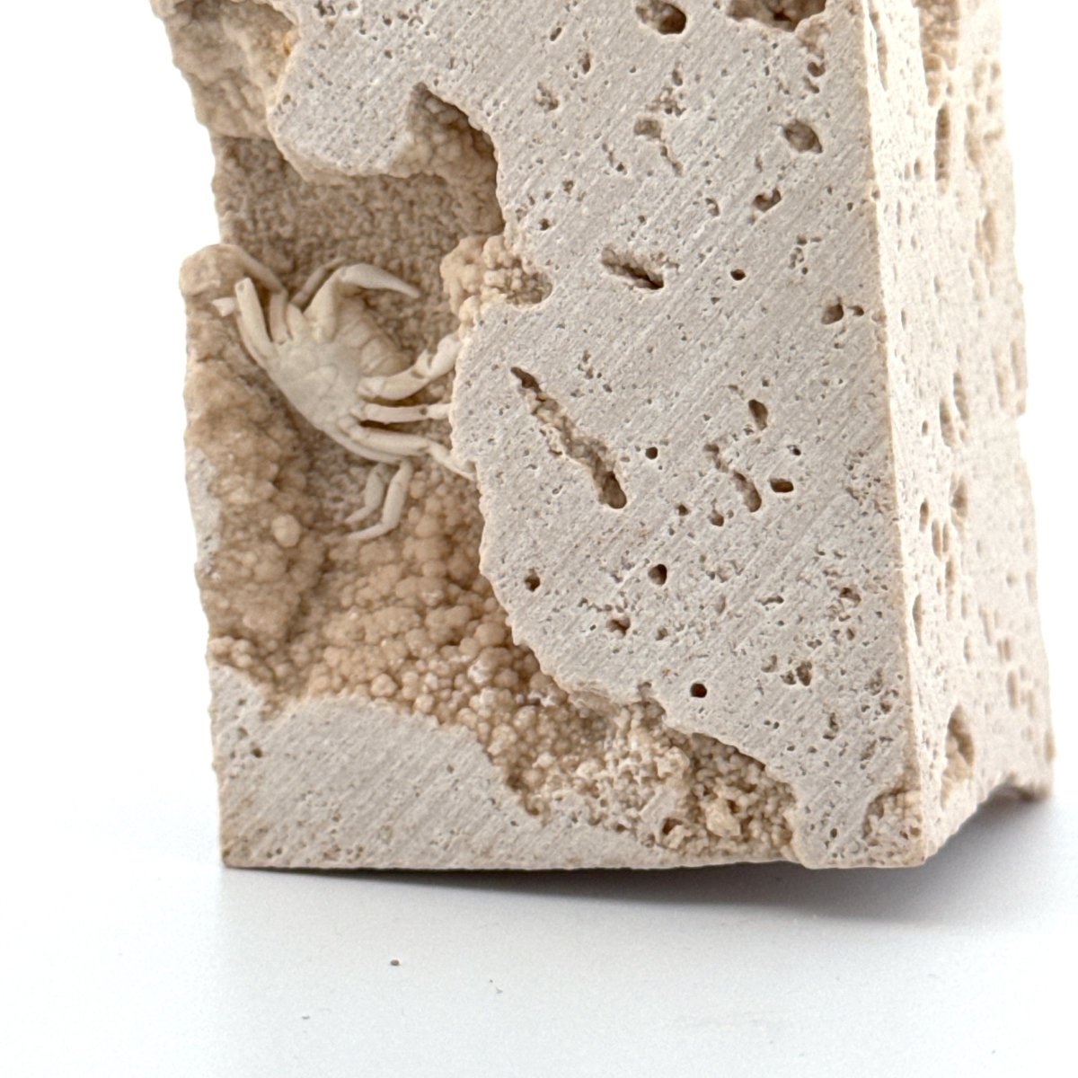 Small upside - down Potamon Fossil Crab on Travertine Matrix (0.70") from Pleistocene period, Turkey - FossilsAndMore