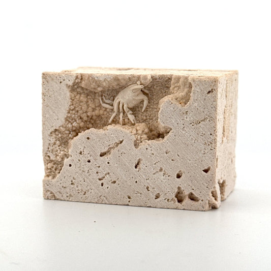 Small upside - down Potamon Fossil Crab on Travertine Matrix (0.70") from Pleistocene period, Turkey - FossilsAndMore