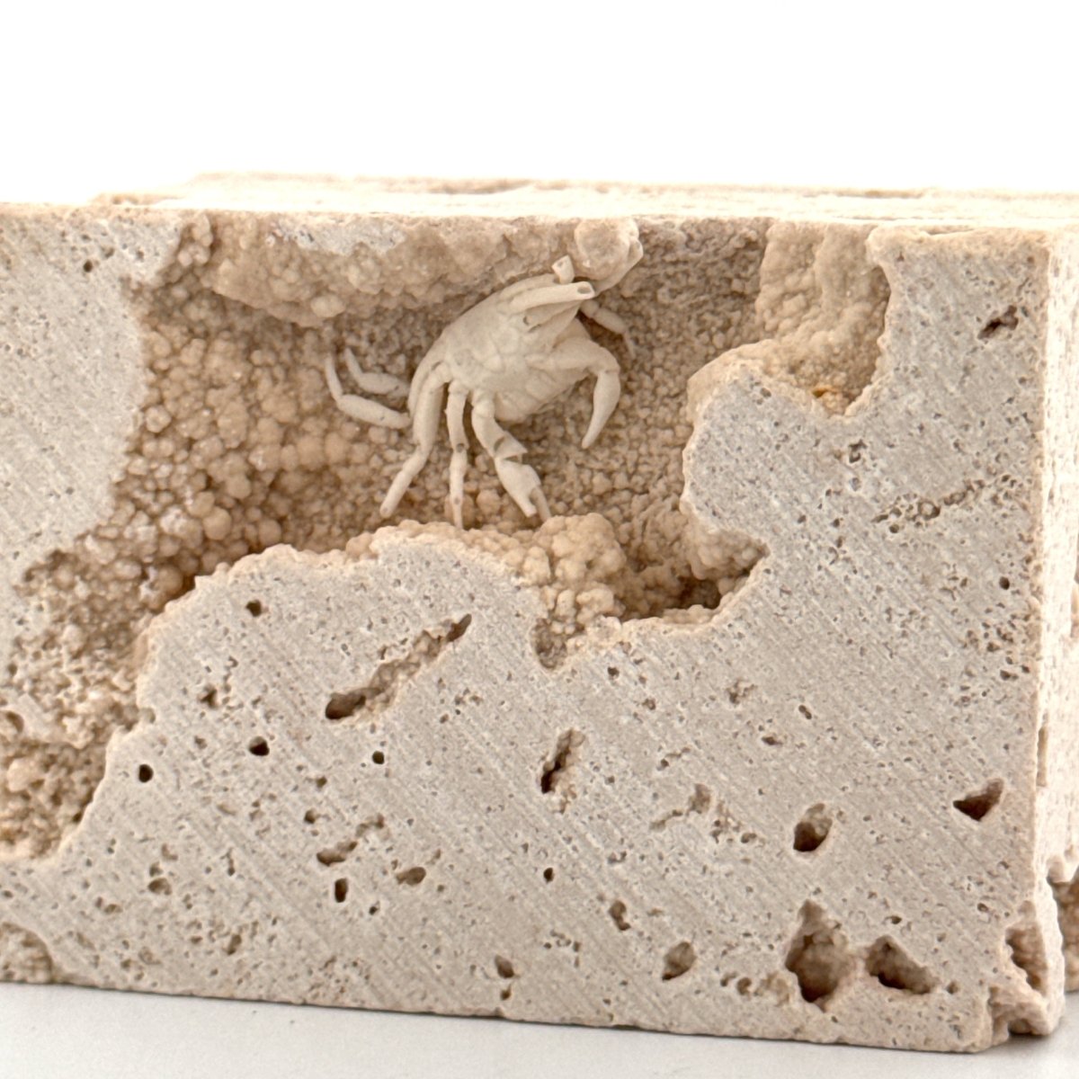 Small upside - down Potamon Fossil Crab on Travertine Matrix (0.70") from Pleistocene period, Turkey - FossilsAndMore
