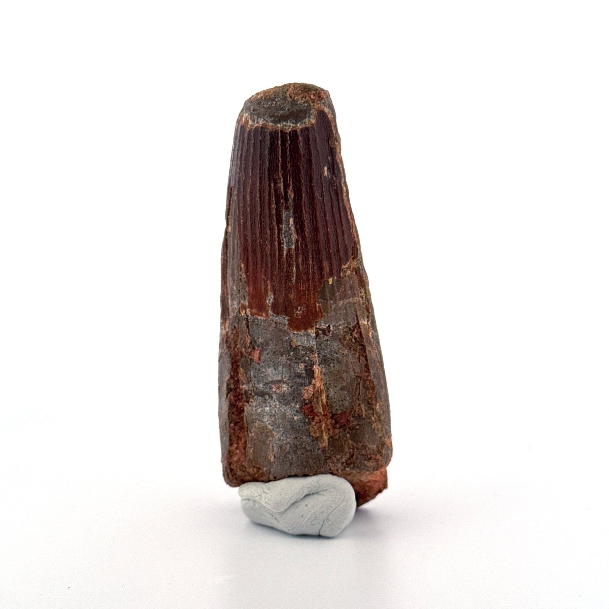 Spinosaurus maroccanus Tooth Fossil (3.11") – Late Cretaceous, Morocco - FossilsAndMore