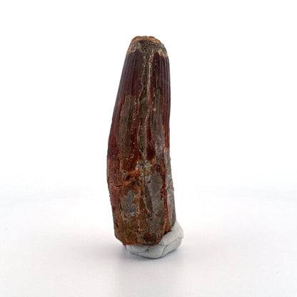 Spinosaurus maroccanus Tooth Fossil (3.11") – Late Cretaceous, Morocco - FossilsAndMore