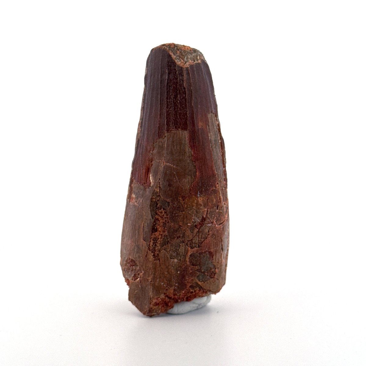 Spinosaurus maroccanus Tooth Fossil (3.11") – Late Cretaceous, Morocco - FossilsAndMore