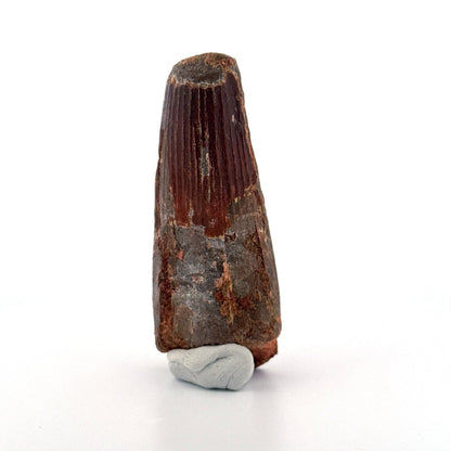 Spinosaurus maroccanus Tooth Fossil (3.11") – Late Cretaceous, Morocco - FossilsAndMore