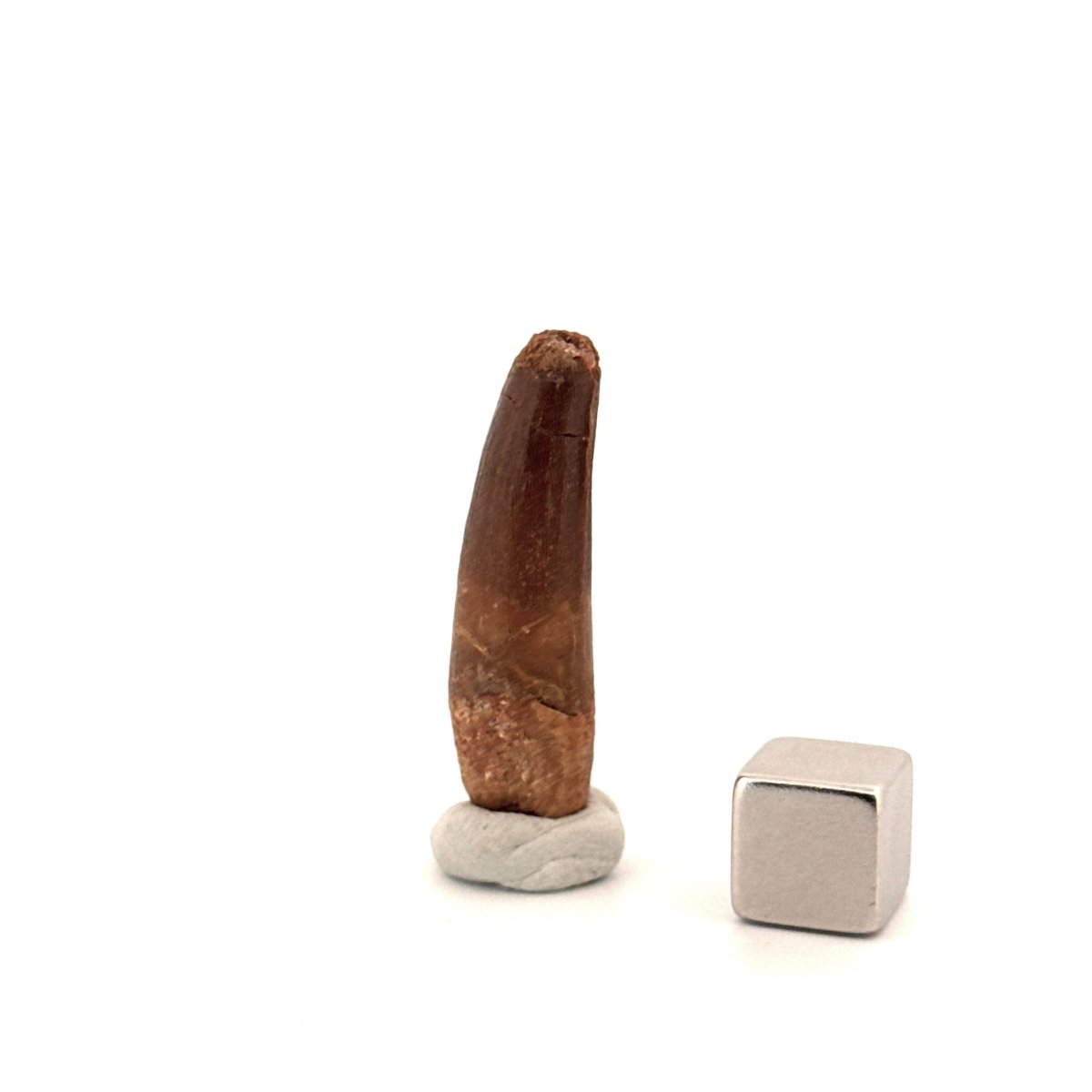 Spinosaurus Tooth Fossil (1.37") – Late Cretaceous Dinosaur tooth from Morocco - FossilsAndMore