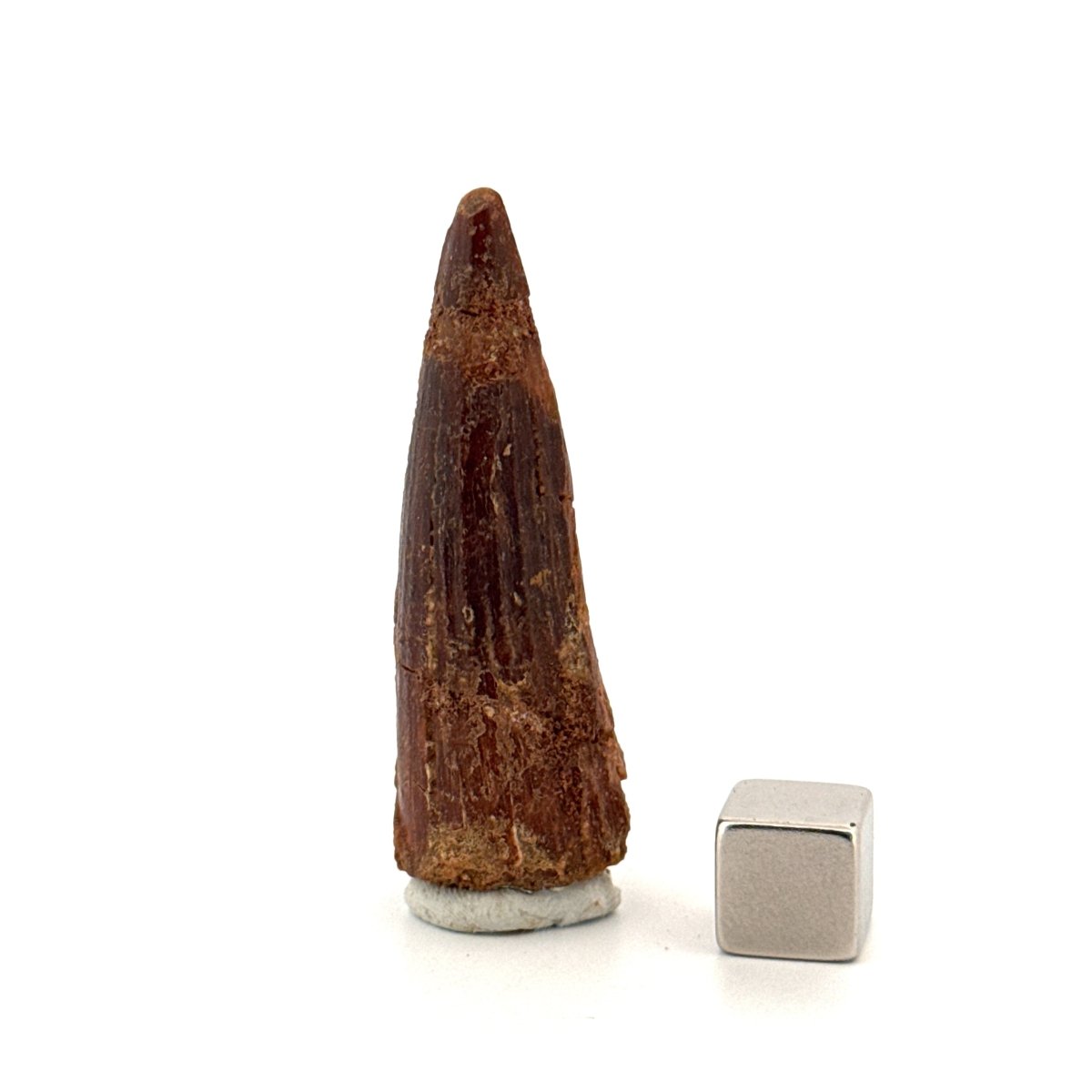 Spinosaurus Tooth Fossil (1.91") – Late Cretaceous Dinosaur tooth from Morocco - FossilsAndMore
