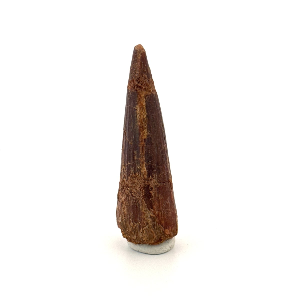 Spinosaurus Tooth Fossil (1.91") – Late Cretaceous Dinosaur tooth from Morocco - FossilsAndMore