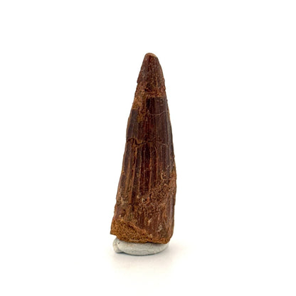 Spinosaurus Tooth Fossil (1.91") – Late Cretaceous Dinosaur tooth from Morocco - FossilsAndMore