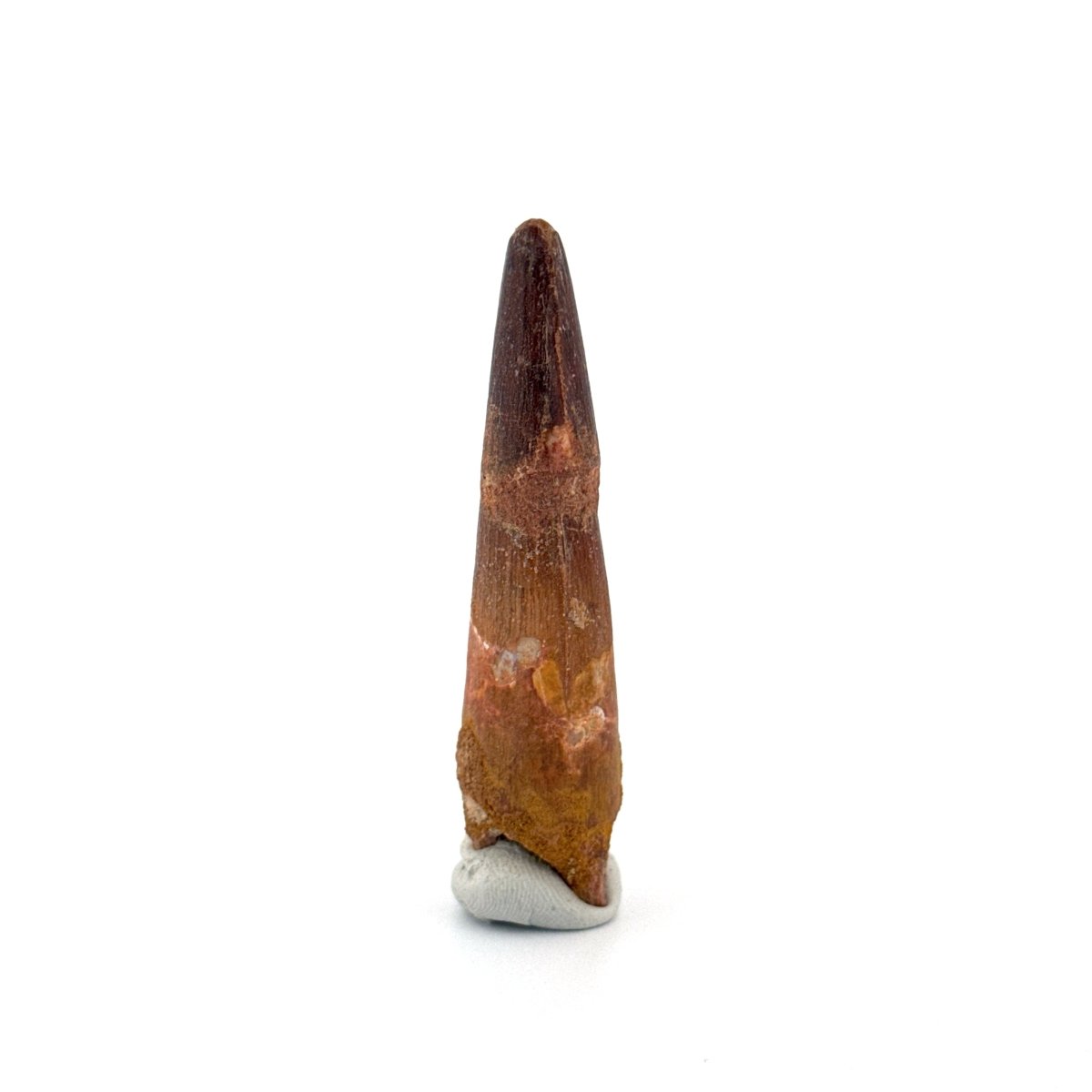 Spinosaurus Tooth Fossil (2.54") – Late Cretaceous Dinosaur tooth from Morocco - FossilsAndMore