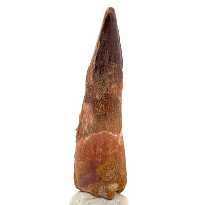 Spinosaurus Tooth Fossil (2.54") – Late Cretaceous Dinosaur tooth from Morocco - FossilsAndMore