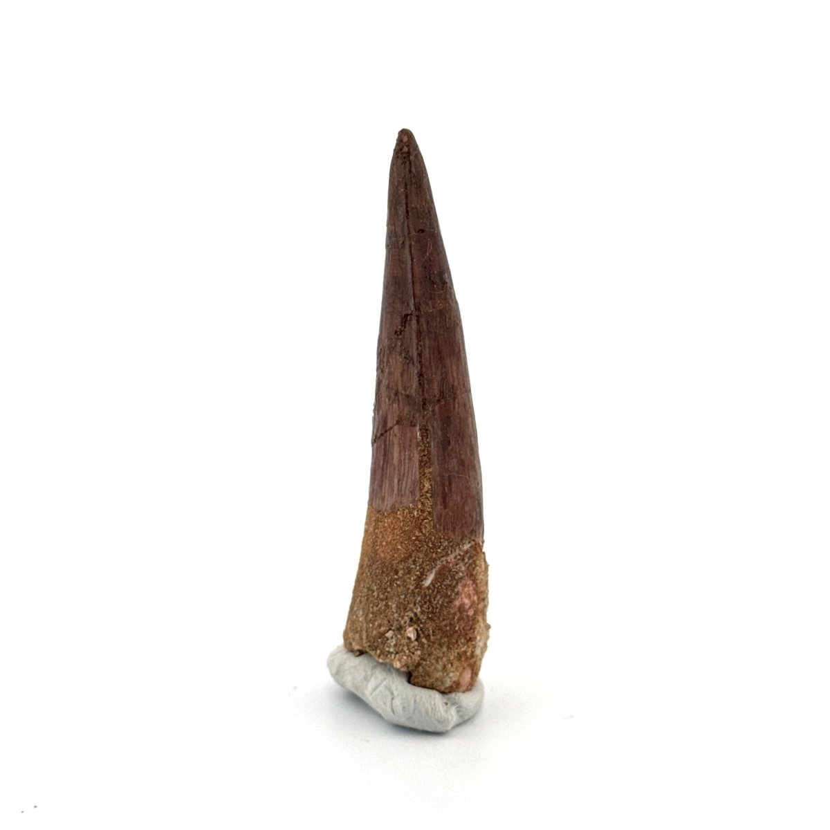 Spinosaurus Tooth Fossil (2.58") – Late Cretaceous Dinosaur tooth from Morocco - FossilsAndMore