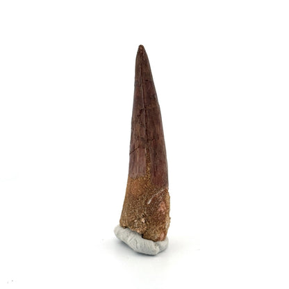 Spinosaurus Tooth Fossil (2.58") – Late Cretaceous Dinosaur tooth from Morocco - FossilsAndMore