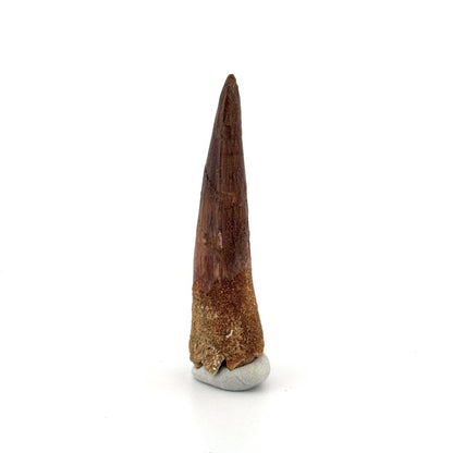 Spinosaurus Tooth Fossil (2.58") – Late Cretaceous Dinosaur tooth from Morocco - FossilsAndMore