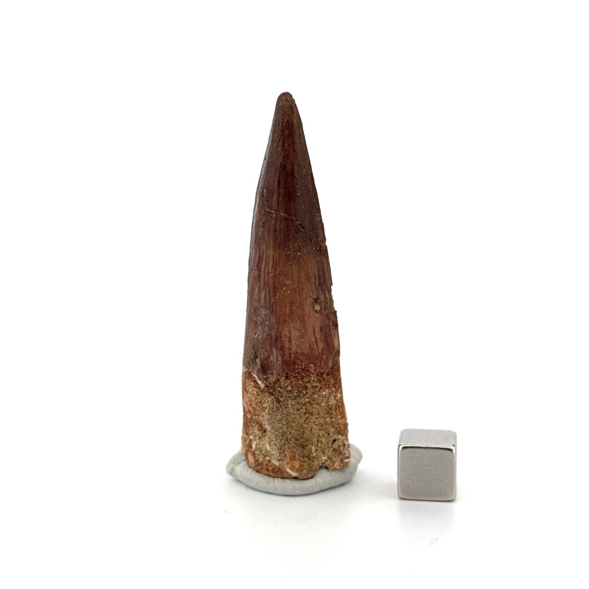 Spinosaurus Tooth Fossil (2.58") – Late Cretaceous Dinosaur tooth from Morocco - FossilsAndMore