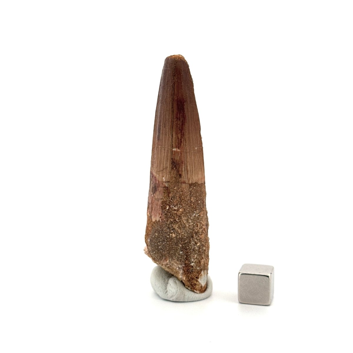Spinosaurus Tooth Fossil (2.86") – Late Cretaceous Dinosaur tooth from Morocco - FossilsAndMore