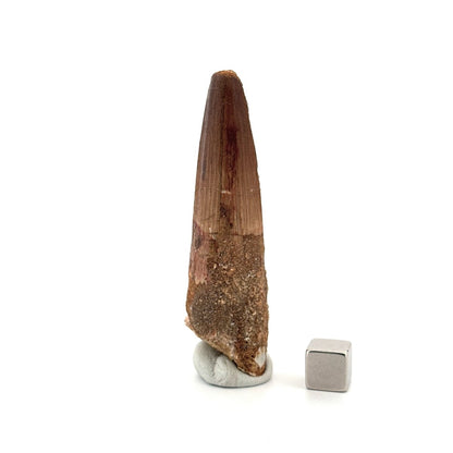 Spinosaurus Tooth Fossil (2.86") – Late Cretaceous Dinosaur tooth from Morocco - FossilsAndMore