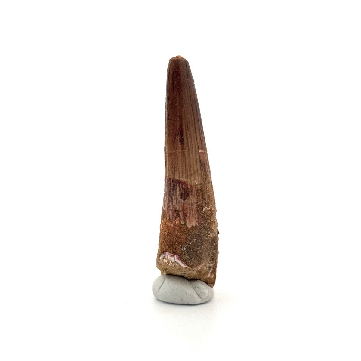 Spinosaurus Tooth Fossil (2.86") – Late Cretaceous Dinosaur tooth from Morocco - FossilsAndMore