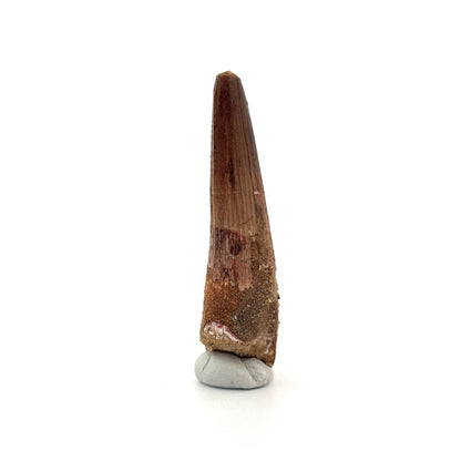 Spinosaurus Tooth Fossil (2.86") – Late Cretaceous Dinosaur tooth from Morocco - FossilsAndMore