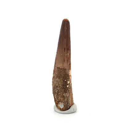 Spinosaurus Tooth Fossil (2.86") – Late Cretaceous Dinosaur tooth from Morocco - FossilsAndMore