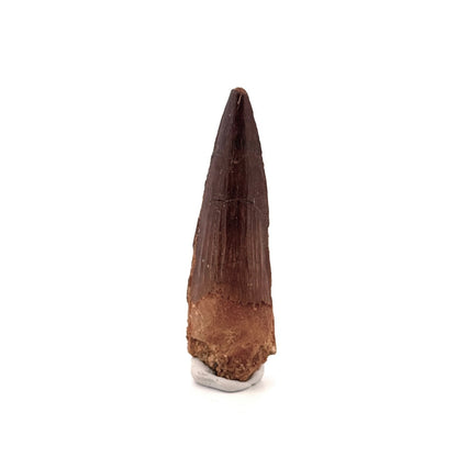 Spinosaurus Tooth Fossil (2.99") – Late Cretaceous Dinosaur tooth from Morocco - FossilsAndMore