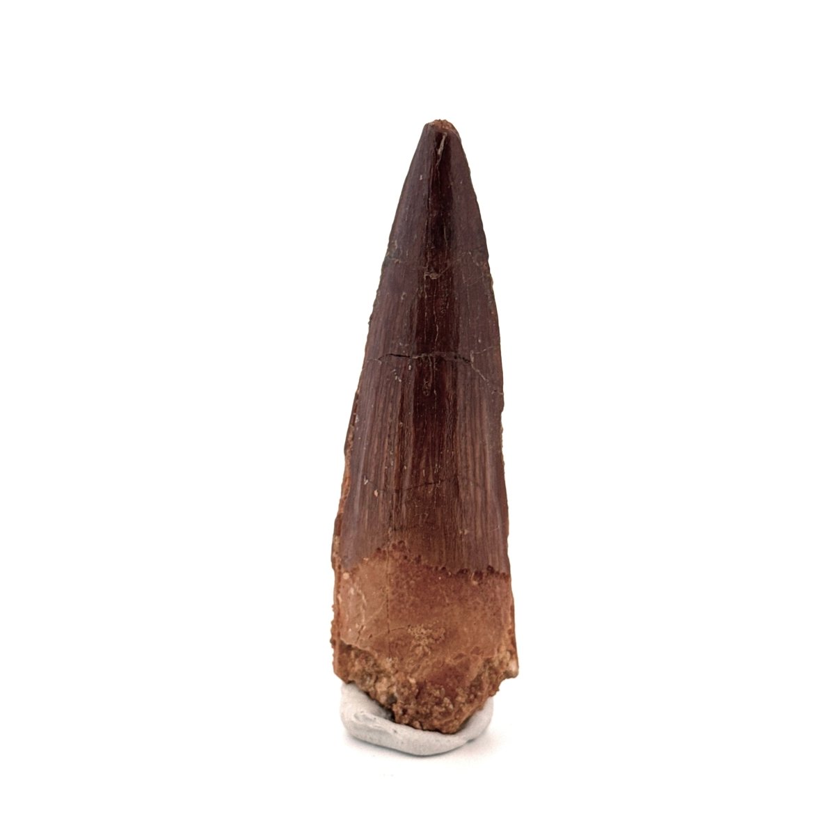 Spinosaurus Tooth Fossil (2.99") – Late Cretaceous Dinosaur tooth from Morocco - FossilsAndMore