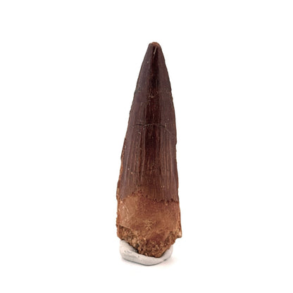 Spinosaurus Tooth Fossil (2.99") – Late Cretaceous Dinosaur tooth from Morocco - FossilsAndMore