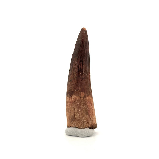 Spinosaurus Tooth Fossil (3.04") – Late Cretaceous Dinosaur tooth from Morocco - FossilsAndMore
