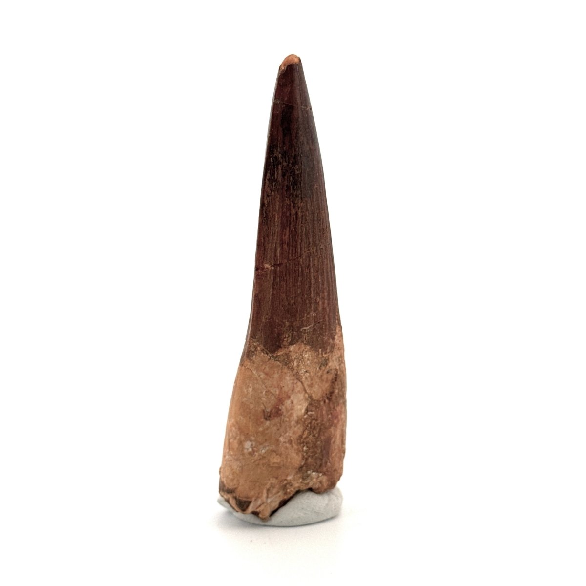 Spinosaurus Tooth Fossil (3.04") – Late Cretaceous Dinosaur tooth from Morocco - FossilsAndMore