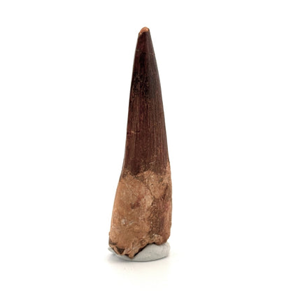 Spinosaurus Tooth Fossil (3.04") – Late Cretaceous Dinosaur tooth from Morocco - FossilsAndMore