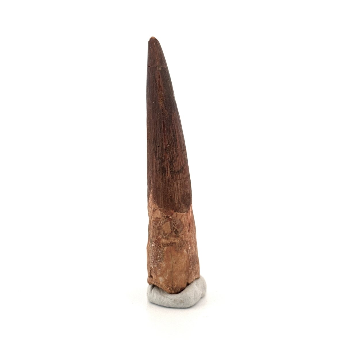Spinosaurus Tooth Fossil (3.04") – Late Cretaceous Dinosaur tooth from Morocco - FossilsAndMore