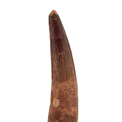 Spinosaurus Tooth Fossil (3.15") – Late Cretaceous Dinosaur tooth from Morocco - FossilsAndMore