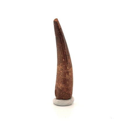 Spinosaurus Tooth Fossil (3.15") – Late Cretaceous Dinosaur tooth from Morocco - FossilsAndMore